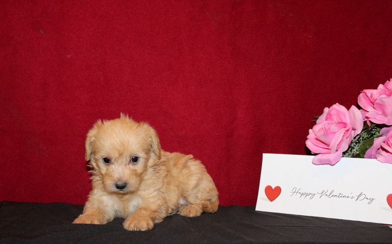 puppy, for, sale, Morkie, Matthew B. Stoltzfus, dog, breeder, Gap, PA, dog-breeder, puppy-for-sale, forsale, nearby, find, puppyfind, locator, puppylocator, aca